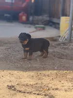 Female Rottweiler Puppy, a female Rottweiler for sale in Victorville, CA – Photo 7 of 10