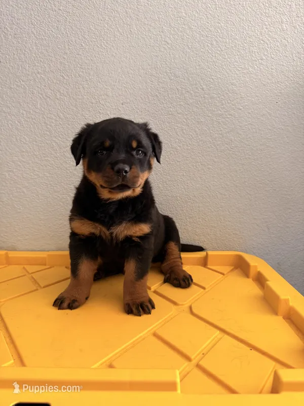 Female Rottweiler Puppy