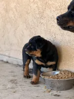 Female Rottweiler Puppy, a female Rottweiler for sale in Victorville, CA – Photo 8 of 10