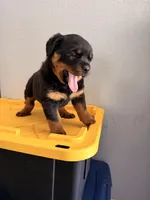 Female Rottweiler Puppy, a female Rottweiler for sale in Victorville, CA – Photo 3 of 10