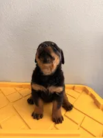 Female Rottweiler Puppy, a female Rottweiler for sale in Victorville, CA – Photo 6 of 10