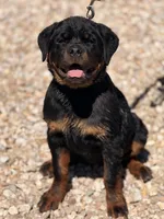 Onyx, a female Rottweiler for sale in Victorville, CA – Photo 3 of 6