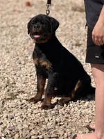 Onyx, a female Rottweiler for sale in Victorville, CA – Photo 4 of 6