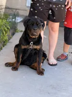 Onyx, a female Rottweiler for sale in Victorville, CA – Photo 6 of 6