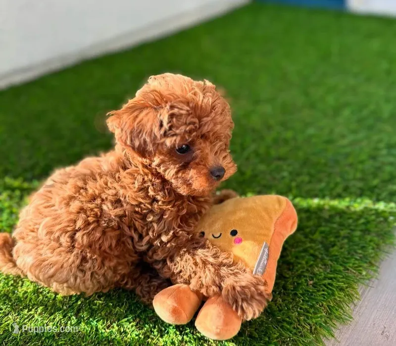 Bella – Poodle - Toy  puppy for sale in Houston, TX