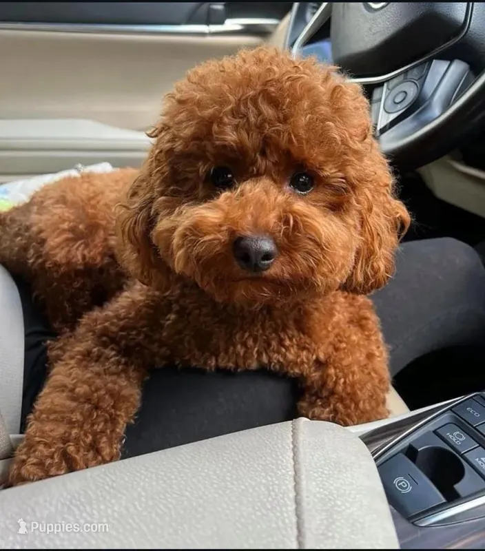 Bella – Poodle - Toy  puppy for sale in Houston, TX