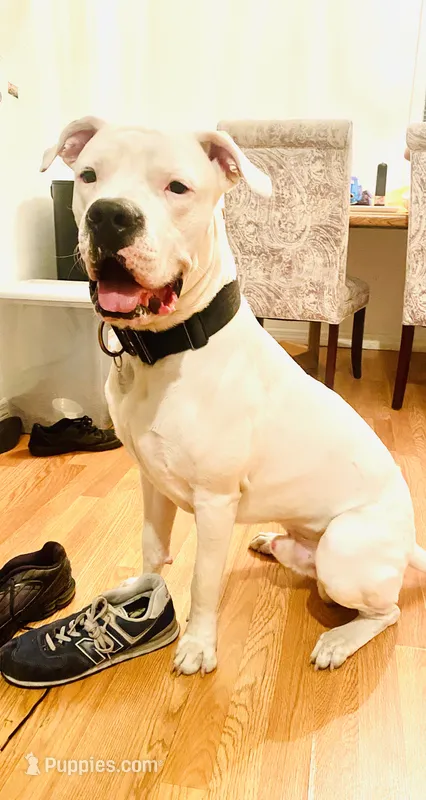 Boo – Dogo Argentino puppy for sale in Fort Myers, FL