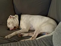 Boo, a male Dogo Argentino for sale in Fort Myers, FL – 2 of 2