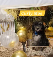 Curly Moe , a male Double Doodle for sale in Taylors, SC – 1 of 3