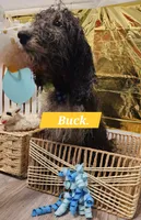 Buck , a male Double Doodle for sale in Taylors, SC – 2 of 3