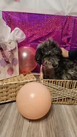 Gloria , a female Double Doodle for sale in Taylors, SC – 4 of 4