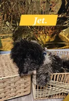 Jet , a male Double Doodle for sale in Taylors, SC – 1 of 4