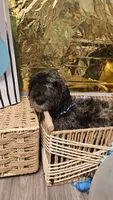 Goldilocks , a male Double Doodle for sale in Taylors, SC – 2 of 4