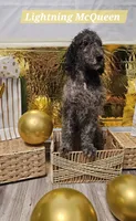 Lightning McQueen , a male Double Doodle for sale in Taylors, SC – 2 of 2