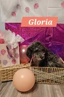 Gloria , a female Double Doodle for sale in Taylors, SC – 2 of 4