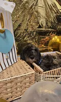 Goldilocks , a male Double Doodle for sale in Taylors, SC – 3 of 4