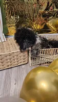 Jet , a male Double Doodle for sale in Taylors, SC – 3 of 4