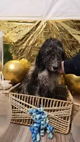 Buck , a male Double Doodle for sale in Taylors, SC – 3 of 3