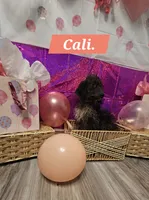 Cali , a female Double Doodle for sale in Taylors, SC – 1 of 3