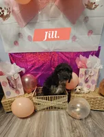 Jill , a female Aussiedoodle and Goldendoodle for sale in Taylors, SC – 3 of 4