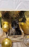 Curly Moe , a male Double Doodle for sale in Taylors, SC – 3 of 3