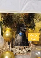Curly Moe , a male Double Doodle for sale in Taylors, SC – 2 of 3