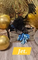 Jet , a male Double Doodle for sale in Taylors, SC – 2 of 4