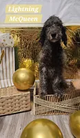 Lightning McQueen , a male Double Doodle for sale in Taylors, SC – 1 of 2