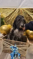 Jaba , a male Double Doodle for sale in Taylors, SC – 3 of 3