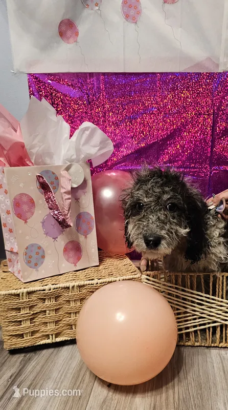 Gloria  – Double Doodle puppy for sale in Taylors, SC