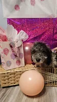 Gloria , a female Double Doodle for sale in Taylors, SC – 1 of 4