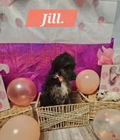 Jill , a female Aussiedoodle and Goldendoodle for sale in Taylors, SC – 1 of 4
