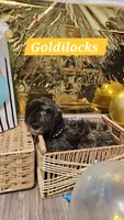Goldilocks , a male Double Doodle for sale in Taylors, SC – 1 of 4