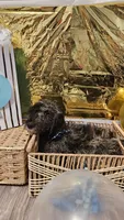 Goldilocks , a male Double Doodle for sale in Taylors, SC – 4 of 4