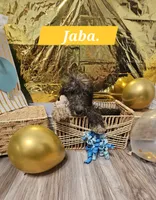 Jaba , a male Double Doodle for sale in Taylors, SC – 1 of 3