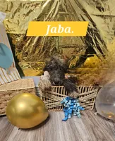 Jaba , a male Double Doodle for sale in Taylors, SC – 2 of 3