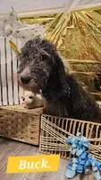 Buck , a male Double Doodle for sale in Taylors, SC – 1 of 3