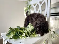 Ms Orange, a female Goldendoodle for sale in Floyds Knobs, IN – Photo 10 of 10