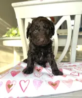 processed/6e35611e-91a1-4f55-a270-ad0562519a30/listing/61286a1f-319b-429b-99a5-6b985ac04cdc/2de1d01c-aa82-4728-9e72-2b2353c67a78