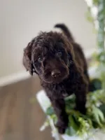 Ms Orange, a female Goldendoodle for sale in Floyds Knobs, IN – Photo 3 of 10