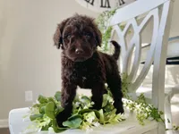 Ms Orange, a female Goldendoodle for sale in Floyds Knobs, IN – Photo 6 of 10