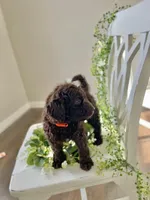Ms Orange, a female Goldendoodle for sale in Floyds Knobs, IN – Photo 5 of 10