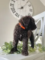 Ms Orange, a female Goldendoodle for sale in Floyds Knobs, IN – Photo 9 of 10