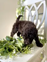 Ms Orange, a female Goldendoodle for sale in Floyds Knobs, IN – Photo 8 of 10