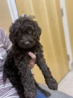 Ms Orange, a female Goldendoodle for sale in Floyds Knobs, IN – Photo 2 of 10
