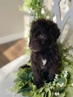Ms. Yellow, a female Goldendoodle for sale in Floyds Knobs, IN – Photo 2 of 10