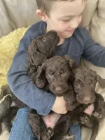 Ms. Yellow, a female Goldendoodle for sale in Floyds Knobs, IN – Photo 10 of 10