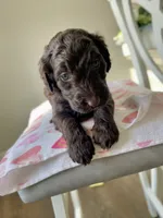 Ms. Yellow, a female Goldendoodle for sale in Floyds Knobs, IN – Photo 8 of 10