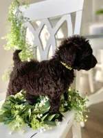 Ms. Yellow, a female Goldendoodle for sale in Floyds Knobs, IN – Photo 6 of 10