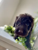 Ms. Yellow, a female Goldendoodle for sale in Floyds Knobs, IN – Photo 7 of 10